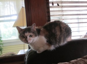 Our sweet cat, Lulu who now lives with son Andy